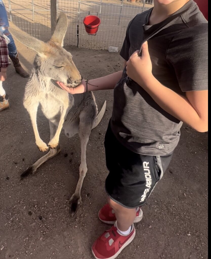 Tucson Petting Zoo &Amp; Funny Foot Farm Kangaroo