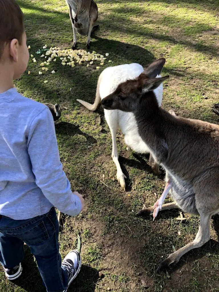 child feeding kangaroo