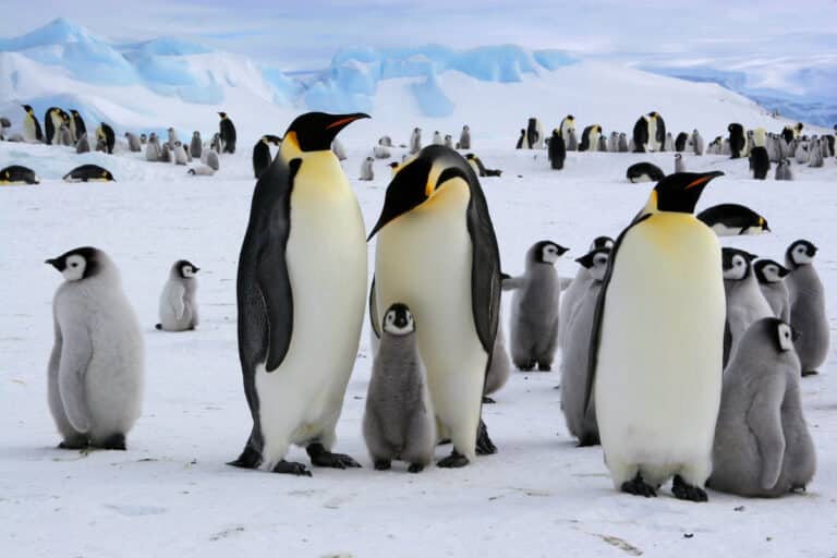Where To See Penguins In Argentina: Best Patagonia Places