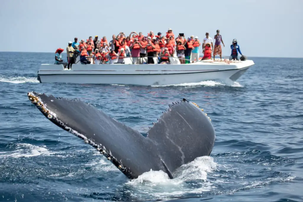Whale Watching Samana Dominican Republic