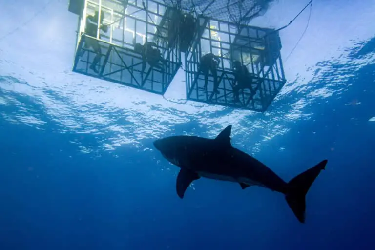 Diving &Amp; Shark Watching Florida: Best Places &Amp; Tours 2023