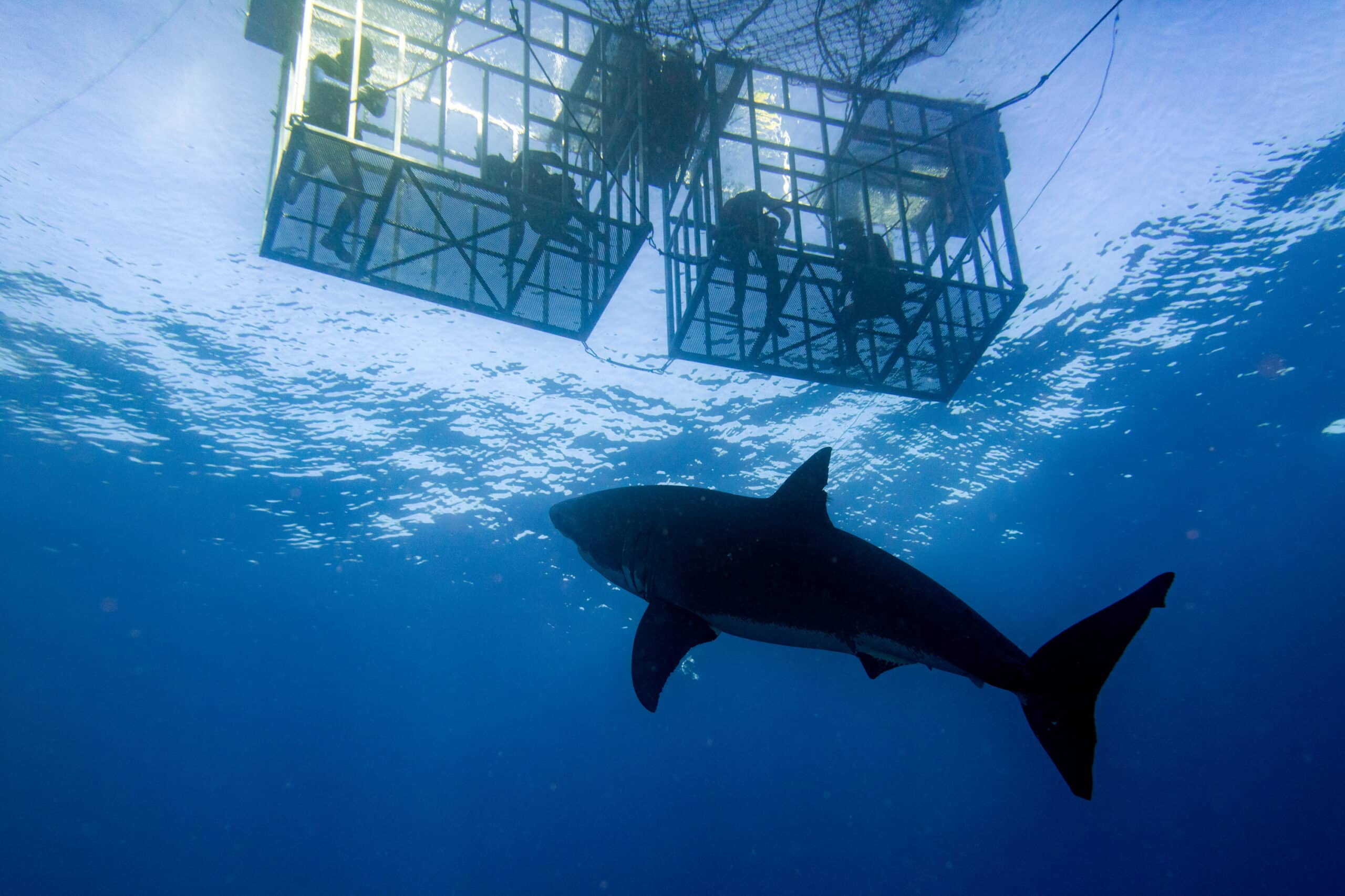 Diving &Amp; Shark Watching Florida