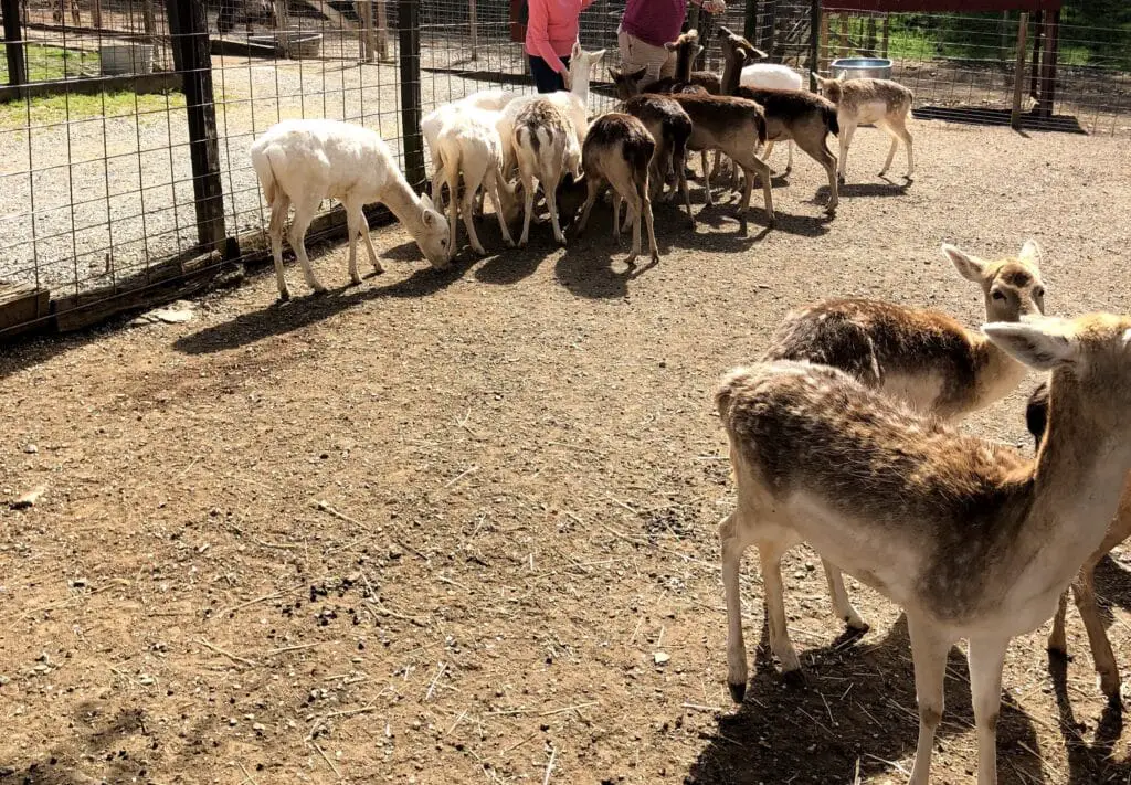 Petting Zoo In Tennessee: Deer Park