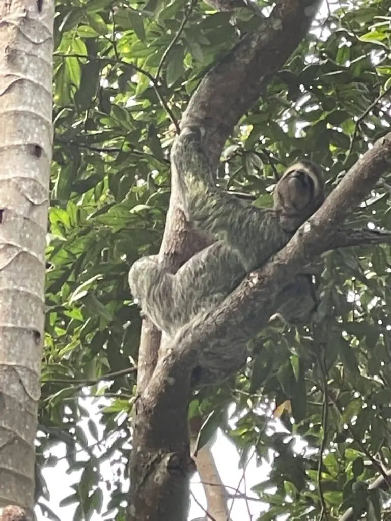 Where To See Sloths In Costa Rica?