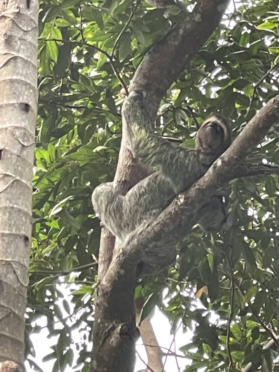 Tulemar Sloth. Where To See Sloths In Costa Rica