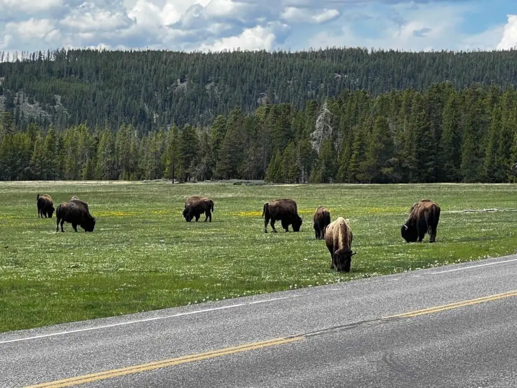 Best Airport For Yellowstone: Bison Roaming Yellowstone Valley