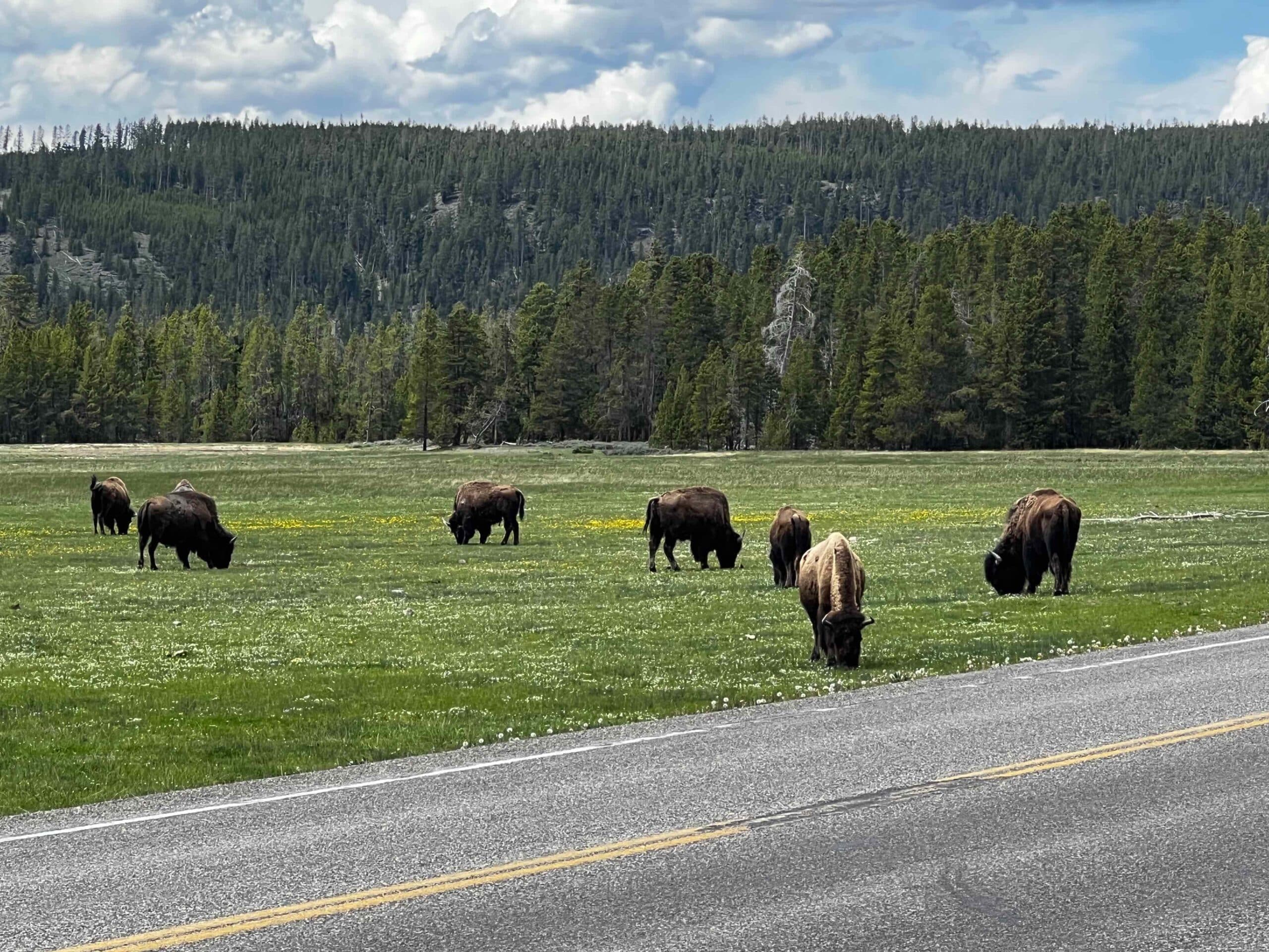 Yellowstone Bison