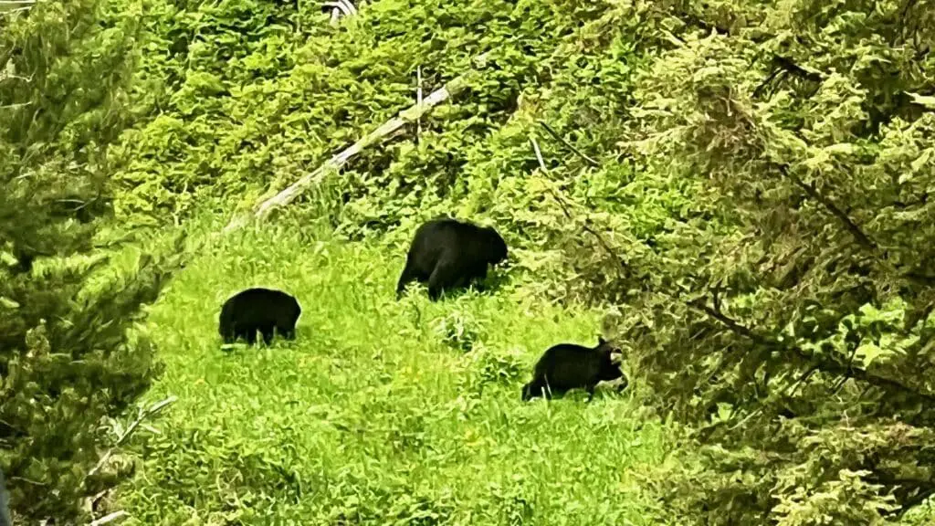 Black Bears Yellowstone