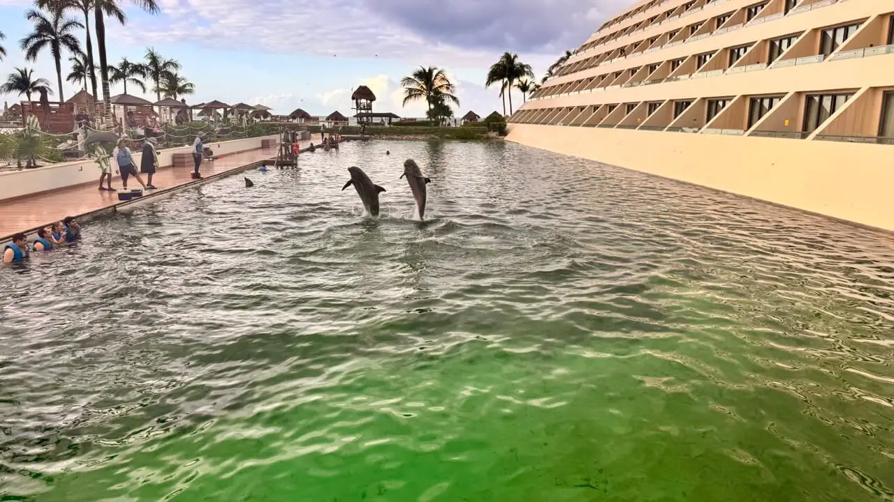 Hyatt Ziva Cancun Dolphin Pool
