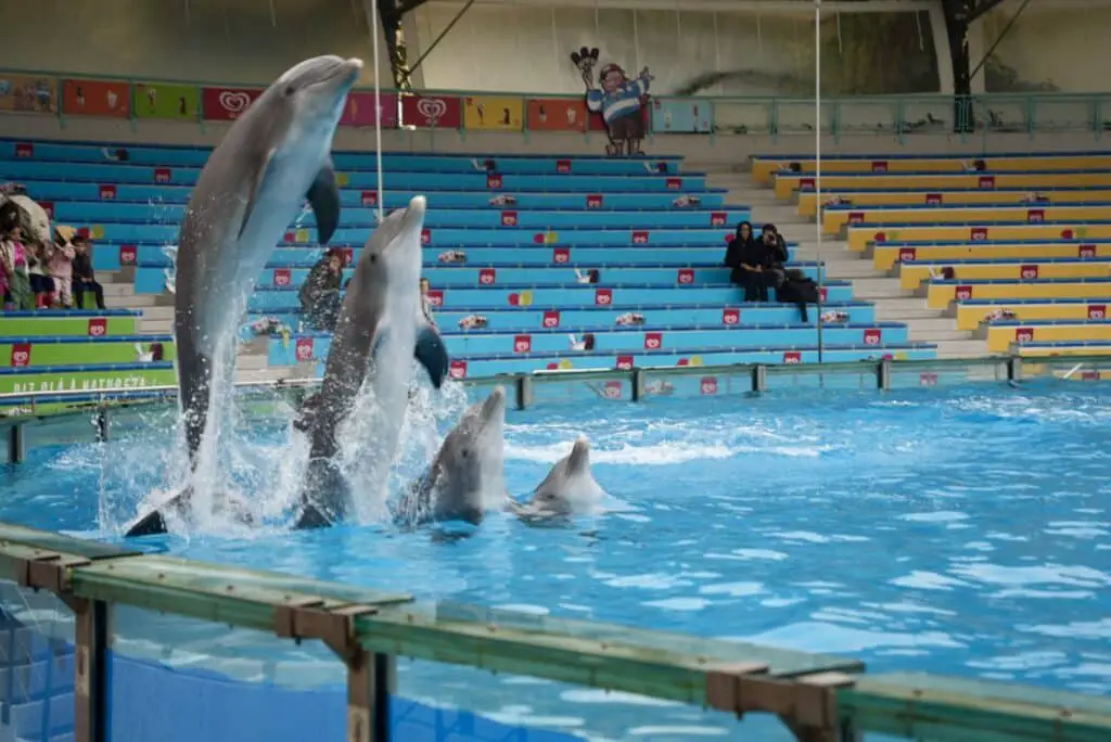 Lisbon Zoo Dolphins