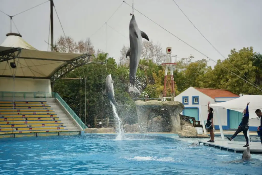 Dolphin Show At The Lisbon Zoo