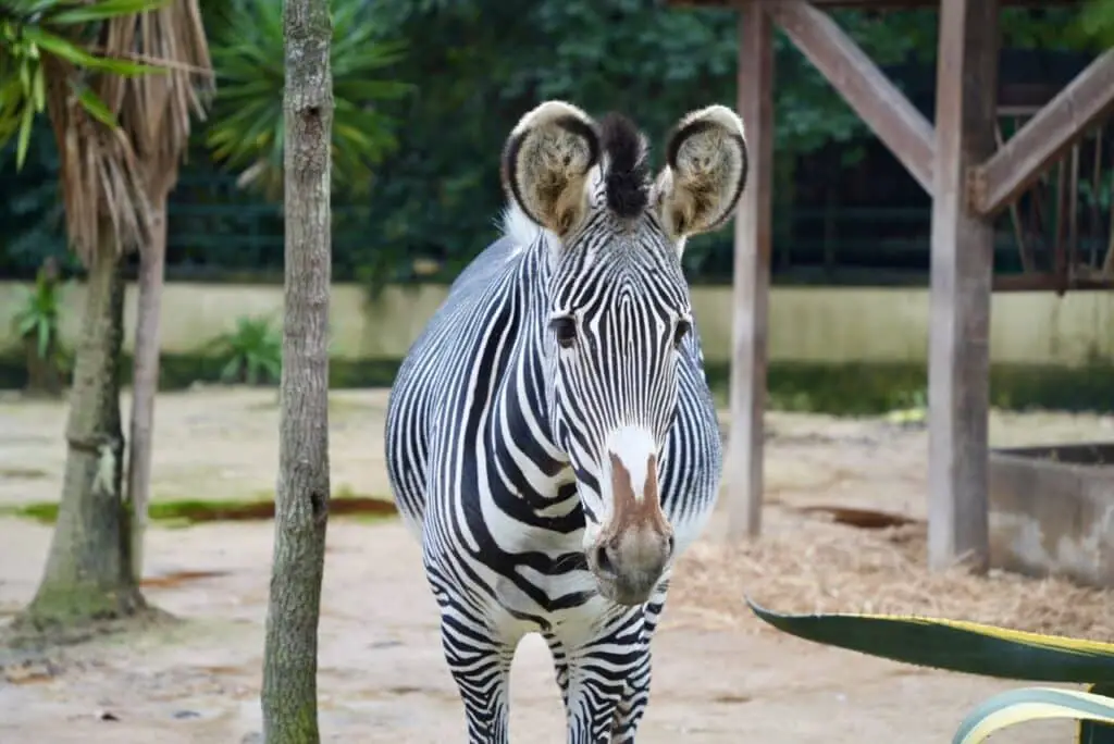 Lisbon Zoo Zebra