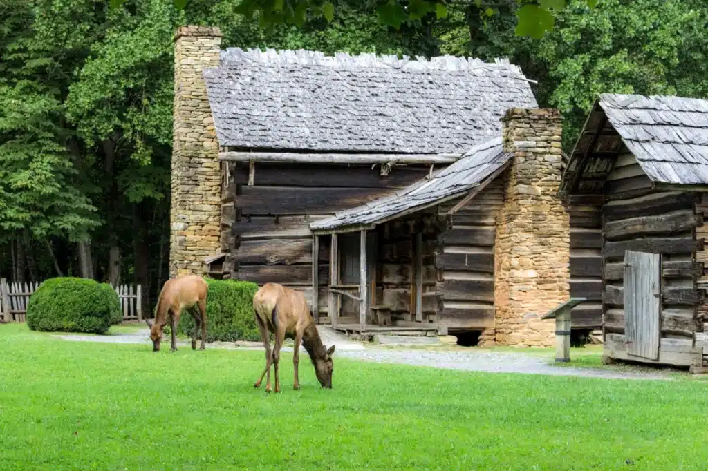 See Elk In The Great Smoky Mountains